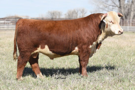 Herd Sires | Cooper Hereford Ranch