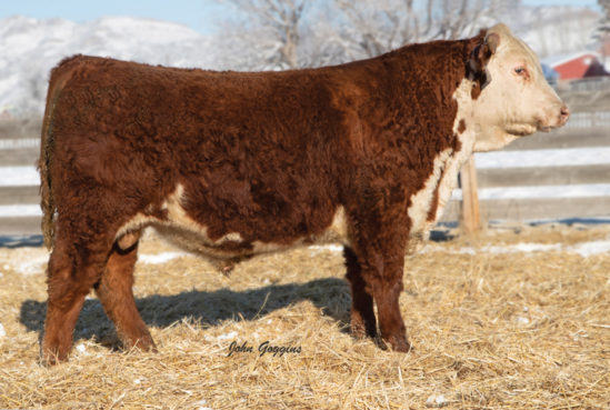 Herd Sires | Cooper Hereford Ranch