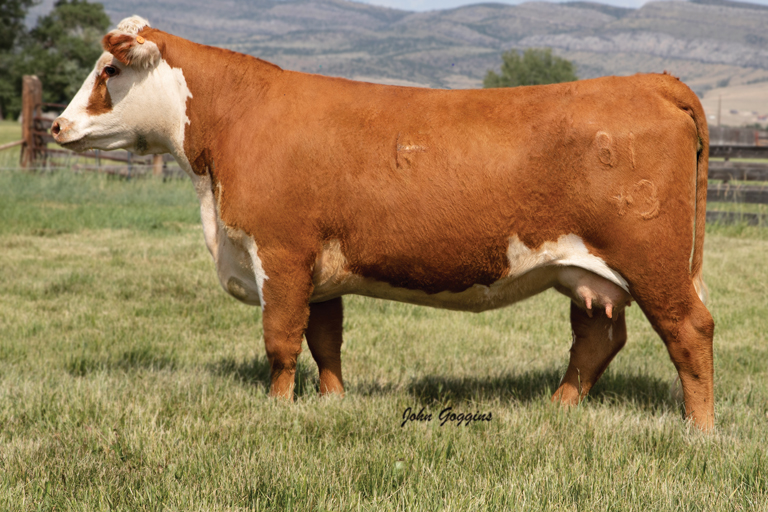 2020 Fall Female Sale | Cooper Hereford Ranch