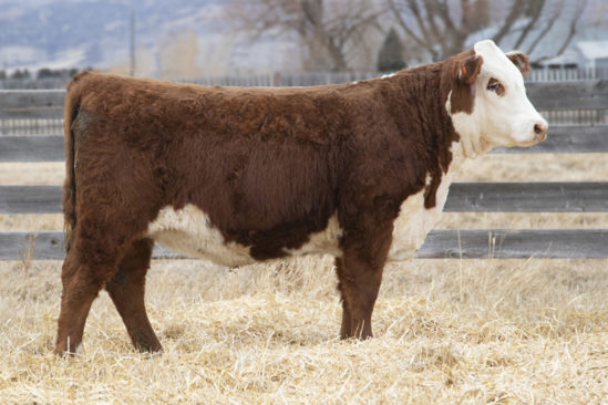 2021 Spring Bull Sale | Cooper Hereford Ranch