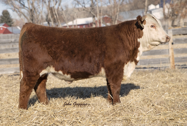 2022 Spring Bull Sale | Cooper Hereford Ranch