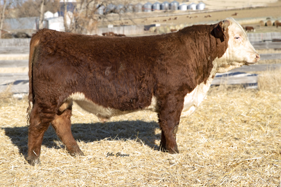 2023 Spring Bull Sale | Cooper Hereford Ranch