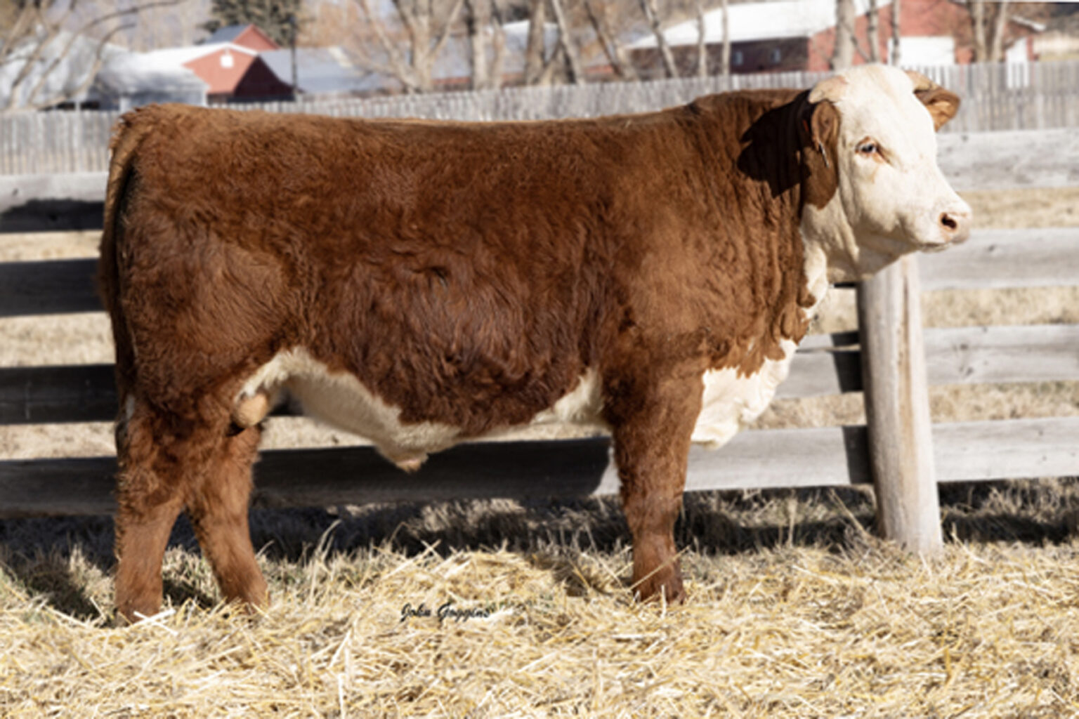 2025 Spring Bull Sale | Cooper Hereford Ranch